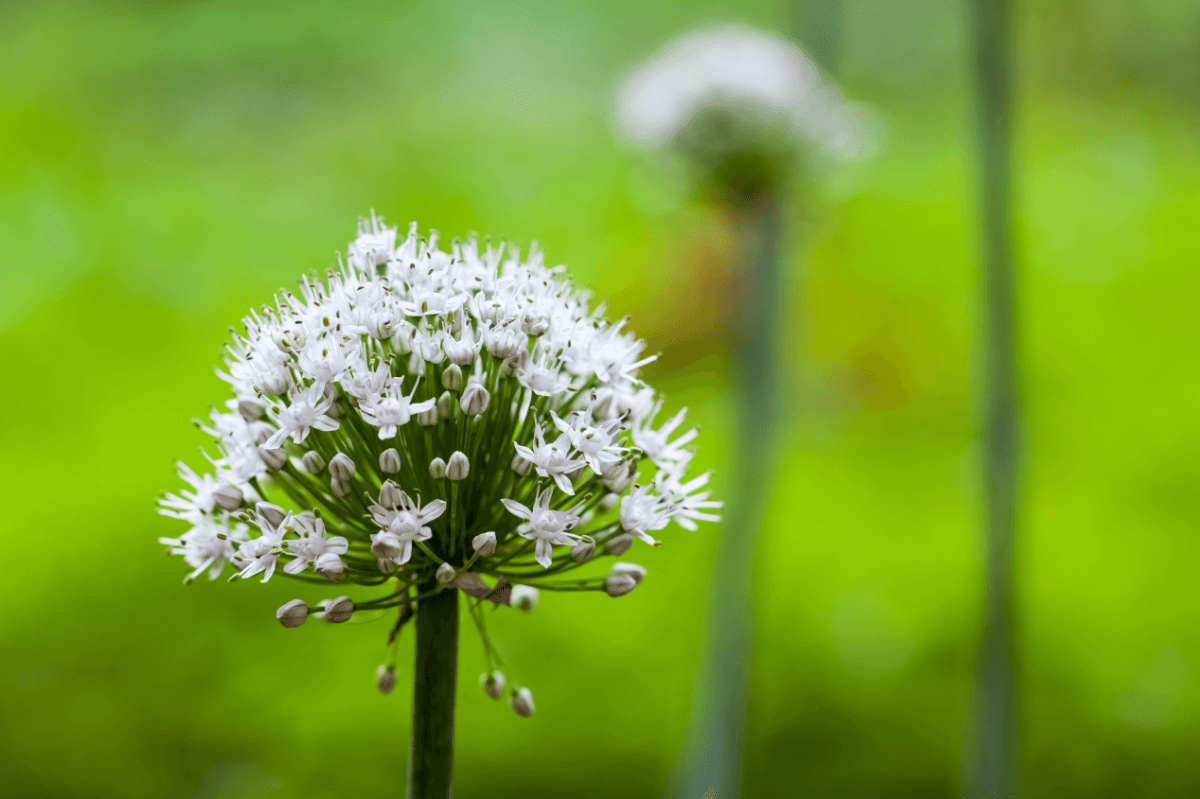 Natürliche Potenzmittel: Symbolbild Lauchgewächs Natural sexual enhancers: symbolic image of the allium plant